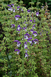 Madeline Sage (Salvia 'Madeline') at A Very Successful Garden Center
