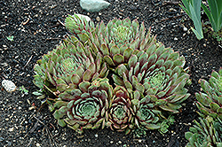 Ruby Heart Hens And Chicks (Sempervivum 'Ruby Heart') at Lakeshore Garden Centres