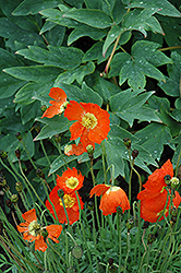 Summer Breeze Orange Poppy (Papaver 'Summer Breeze Orange') at A Very Successful Garden Center
