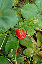 Eclair Strawberry (Fragaria 'Eclair') at Stonegate Gardens