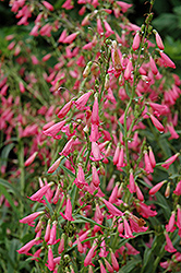 Elfin Pink Beard Tongue (Penstemon barbatus 'Elfin Pink') at A Very Successful Garden Center