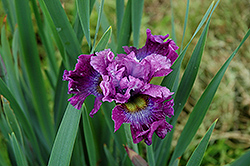 Strawberry Fair Siberian Iris (Iris sibirica 'Strawberry Fair') at A Very Successful Garden Center