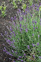Oxford Gem Lavender (Lavandula angustifolia 'Oxford Gem') at Lakeshore Garden Centres
