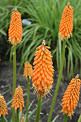 First Sunrise Torchlily (Kniphofia 'First Sunrise') at Stonegate Gardens