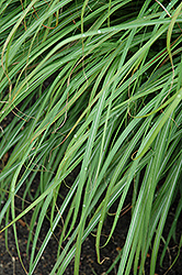 Huron Sunrise Maiden Grass (Miscanthus sinensis 'Huron Sunrise') at Lakeshore Garden Centres