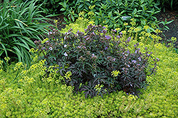 Dark Reiter Cranesbill (Geranium 'Dark Reiter') at A Very Successful Garden Center