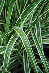Cosmopolitan Maiden Grass (Miscanthus sinensis 'Cosmopolitan') at A Very Successful Garden Center