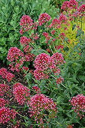 Red Valerian (Centranthus ruber var. coccineus) at A Very Successful Garden Center