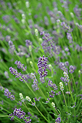 Essence Purple Lavender (Lavandula angustifolia 'Essence Purple') at A Very Successful Garden Center