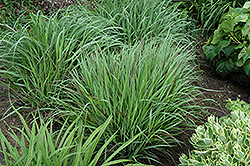 Cheyenne Sky Switch Grass (Panicum virgatum 'Cheyenne Sky') at Stonegate Gardens