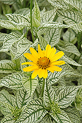 Sunburst False Sunflower (Heliopsis helianthoides 'Sunburst') at The Mustard Seed