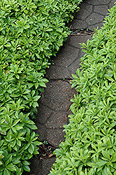 Green Carpet Japanese Spurge (Pachysandra terminalis 'Green Carpet') at The Mustard Seed