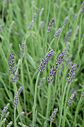 Silver Mist Lavender (Lavandula angustifolia 'Silver Mist') at A Very Successful Garden Center