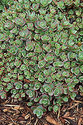 Lime Zinger Stonecrop (Sedum 'Lime Zinger') at The Mustard Seed