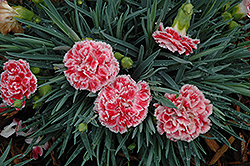 Coral Reef Pinks (Dianthus 'WP07OLDRICE') at A Very Successful Garden Center