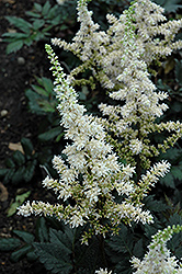 Visions in White Chinese Astilbe (Astilbe chinensis 'Visions in White') at Stonegate Gardens
