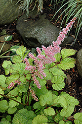 Amber Moon Chinese Astilbe (Astilbe chinensis 'Amber Moon') at A Very Successful Garden Center