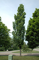 Armstrong Maple (Acer x freemanii 'Armstrong') at Lakeshore Garden Centres