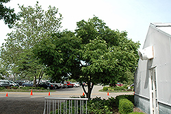 Korean Evodia (Tetradium daniellii) at Stonegate Gardens