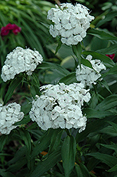White Sweet William (Dianthus barbatus 'White') at Stonegate Gardens