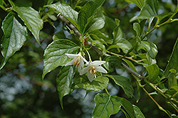 Fragrant Snowbell (Styrax obassia) at Stonegate Gardens