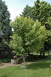 Moosewood (Acer pensylvanicum) at Stonegate Gardens