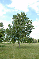 Tristis Poplar (Populus x tristis) at Lakeshore Garden Centres