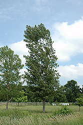 Highland Poplar (Populus 'Highland') at Lakeshore Garden Centres