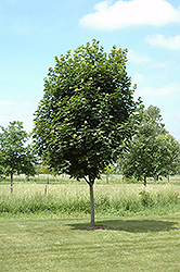 Easy Street Norway Maple (Acer platanoides 'Ezestre') at Stonegate Gardens