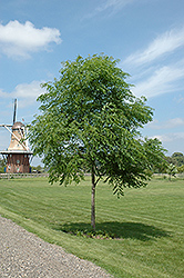 Kentucky Coffeetree (Gymnocladus dioicus) at Stonegate Gardens