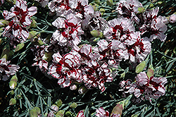 Coconut Punch Pinks (Dianthus 'Coconut Punch') at Lakeshore Garden Centres