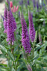 Purpleicious Speedwell (Veronica 'Purpleicious') at The Mustard Seed