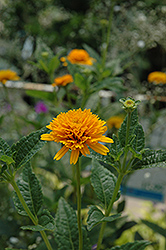 Asahi Sunflower (Heliopsis helianthoides 'Asahi') at A Very Successful Garden Center