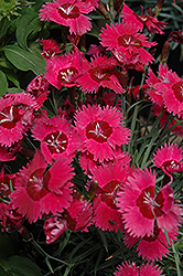 Ruby Sparkles Pinks (Dianthus 'Ruby Sparkles') at Lakeshore Garden Centres