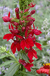 Fan Burgundy Cardinal Flower (Lobelia x speciosa 'Fan Burgundy') at A Very Successful Garden Center