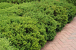 Berryhill Yew (Taxus x media 'Berryhill') at A Very Successful Garden Center