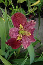 Scamp Iris (Iris 'Scamp') at A Very Successful Garden Center