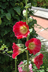 Red Riding Hood Hollyhock (Alcea rosea 'Red Riding Hood') at Stonegate Gardens