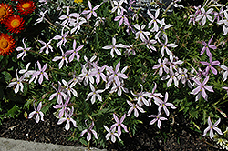 Gemini Pink Laurentia (Isotoma 'Gemini Pink') at A Very Successful Garden Center