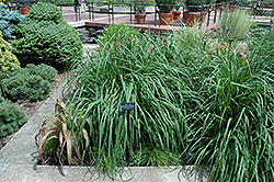 Windspiel Purple Moor Grass (Molinia caerulea 'Windspiel') at A Very Successful Garden Center