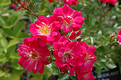 Crimson Meidiland Rose (Rosa 'Meizerbil') at Stonegate Gardens