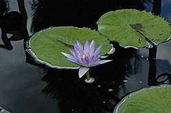 Blue Beauty Tropical Water Lily (Nymphaea 'Blue Beauty') at Lakeshore Garden Centres