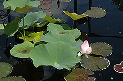 Russian Red Lotus (Nelumbo 'Russian Red') at A Very Successful Garden Center