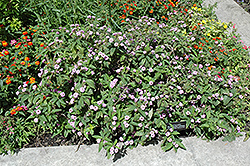 Threeleaf Lantana (Lantana trifolia) at Stonegate Gardens