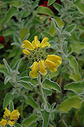 Jerusalem Sage (Phlomis fruticosa) at A Very Successful Garden Center