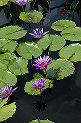 Director George T. Moore Tropical Water Lily (Nymphaea 'Director George T. Moore') at Stonegate Gardens