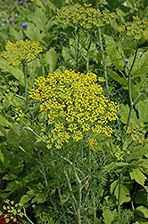 Hedger Dill (Anethum graveolens 'Hedger') at A Very Successful Garden Center