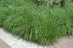 Fountain Grass (Pennisetum alopecuroides) at A Very Successful Garden Center