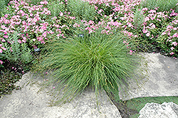 Bur-reed Sedge (Carex sparganioides) at A Very Successful Garden Center