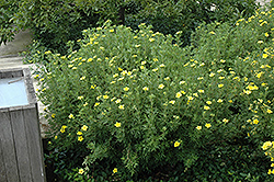 Fredheim Potentilla (Potentilla fruticosa 'Fredheim') at A Very Successful Garden Center